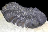 Bargain, Austerops Trilobite - Visible Eye Facets #162331-1